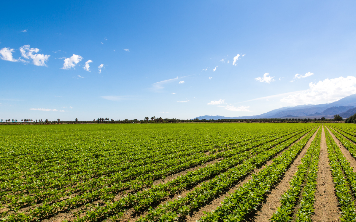 What a Soil Survey Actually Tells You Before You Buy Land Near Salida